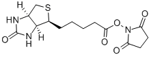 (+)-Biotin N-hydroxysuccinimide ester Structure,35013-72-0Structure