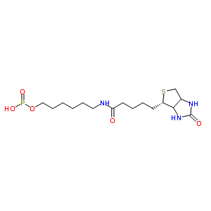 6-N-biotinylaminohexyl hydrogenphosphonate Structure,224583-35-1Structure